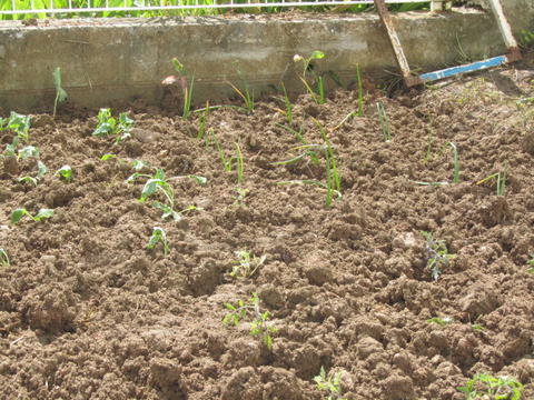 Alfaces, cebola, tomate e couves ...crescendo com alguma dificuldade
